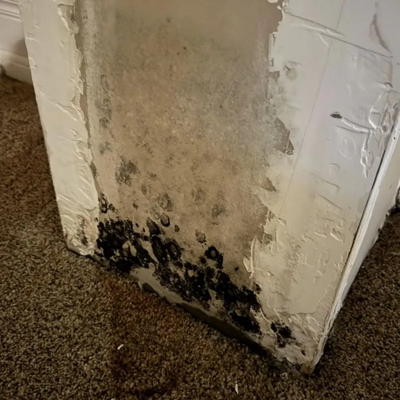 Professional Mold Removal in Latimer County, OK